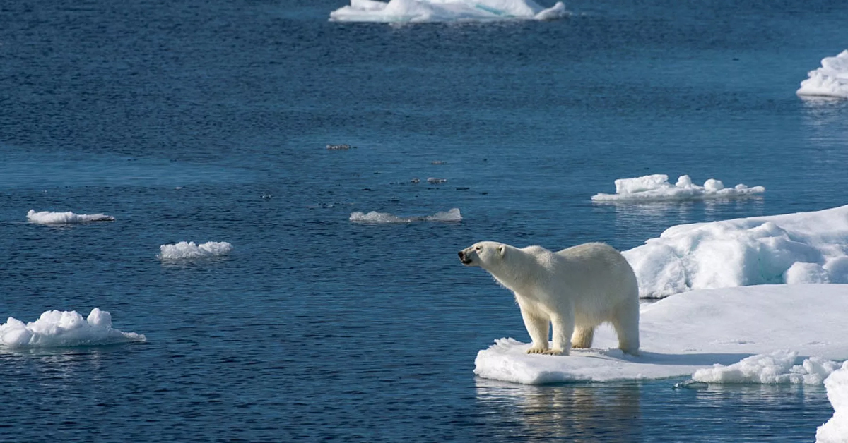 orso-polare-ambiente-categoria